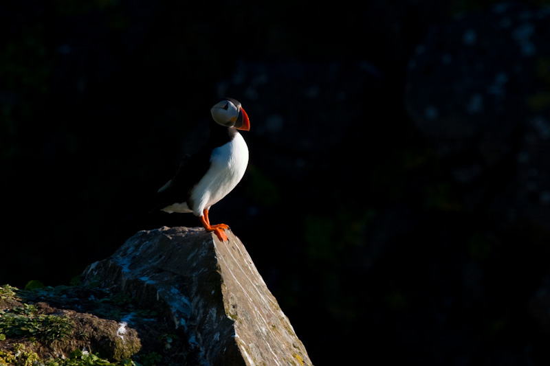 Atlantic Puffin